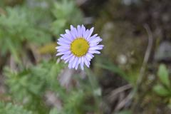 Erigeron melanocephalus