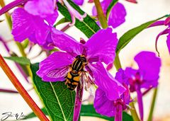 Helophilus neoaffinis