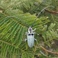 Deliathis imperatrix