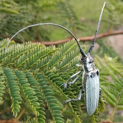 Deliathis imperatrix