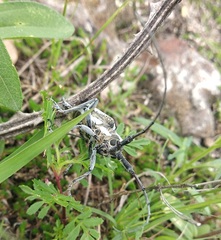 Deliathis imperatrix