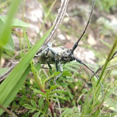 Deliathis imperatrix