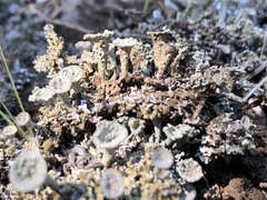 Cladonia magyarica