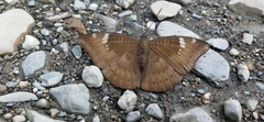 Papilionoidea