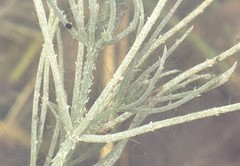 Chara subspinosa