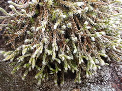 Hedwigia emodica