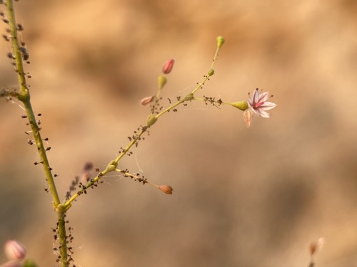 Image of Eriogonum glandulosum by (c) Matt Berger, some rights reserved (CC BY)