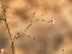 Eriogonum glandulosum