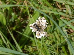 Eristalis rupium