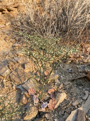 Eriogonum rixfordii