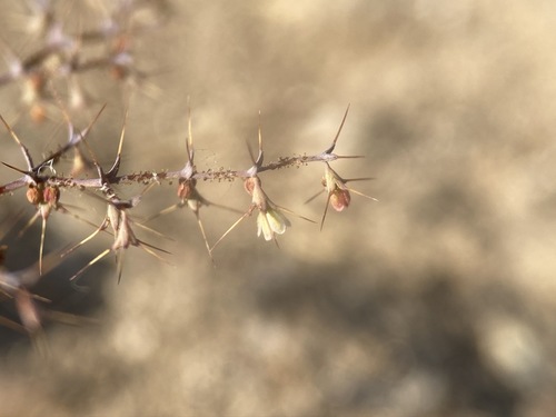 Image of Oxytheca watsonii by (c) Matt Berger, some rights reserved (CC BY)