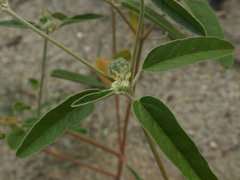 Croton texensis