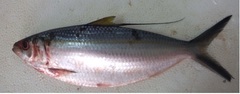 Middling Thread Herring photo 2