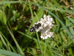Eristalis rupium