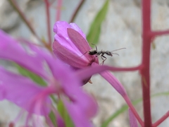 Chamaenerion fleischeri