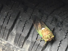 Neotibicen tibicen tibicen