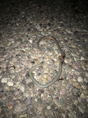 Diadophis punctatus regalis