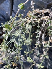 Galium hilendiae carneum