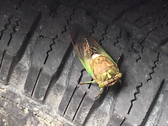 Neotibicen tibicen tibicen