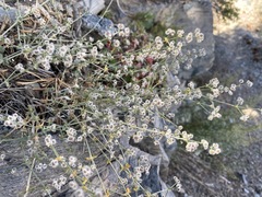 Galium hilendiae carneum