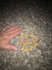 Diadophis punctatus regalis