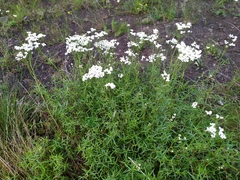 Achillea ptarmicifolia