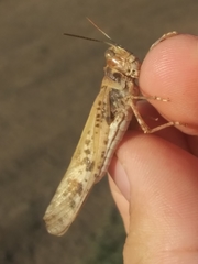 Dissosteira spurcata