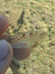 Dissosteira spurcata