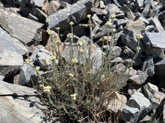 Artemisia albicans