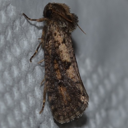 Clemens' Grass Tubeworm Moth photo 6