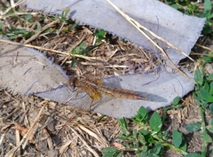 Crocothemis erythraea