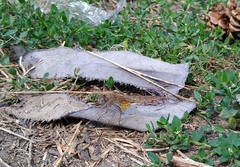 Crocothemis erythraea