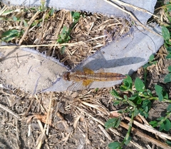 Crocothemis erythraea