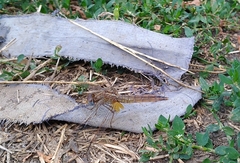 Crocothemis erythraea