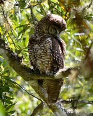 Strix occidentalis caurina