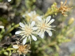 Ericameria gilmanii