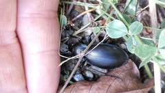 Carabus germarii