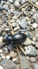 Carabus germarii