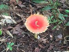 Amanita parcivolvata