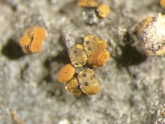 Muellerella lichenicola