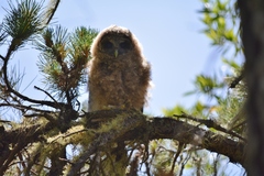 Strix occidentalis caurina
