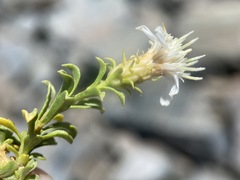 Ericameria gilmanii