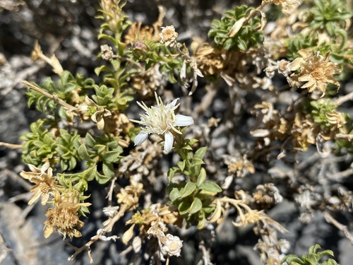 Image of Ericameria gilmanii by (c) Matt Berger, some rights reserved (CC BY)