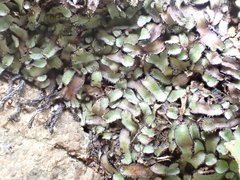 Mannia fragrans