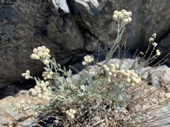 Artemisia albicans
