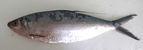 Pacific thread herring (Opisthonema bulleri) — Clupeidae