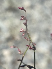 Eriogonum eremicola