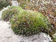 Grimmia ovalis