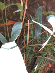 Anthurium angustilobum