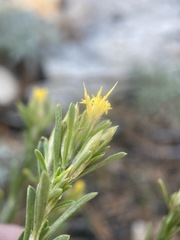 Ericameria parryi